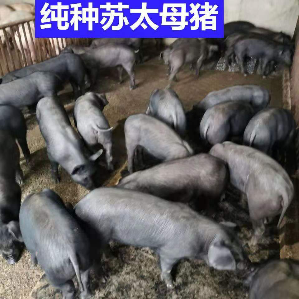太湖母猪 苏太母猪长白母猪大白母猪长太母猪 品种齐全 欢迎选购