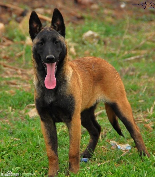 爆红马犬幼犬纯种 比利时马犬昆明犬军犬德牧猛警犬