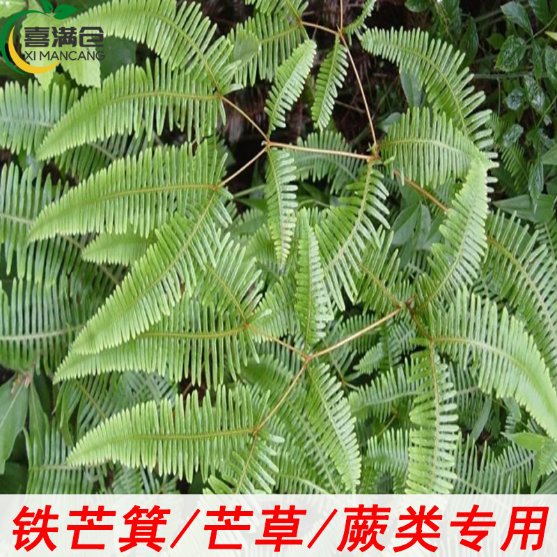 铁芒箕除草杂灌除草剂组合套餐