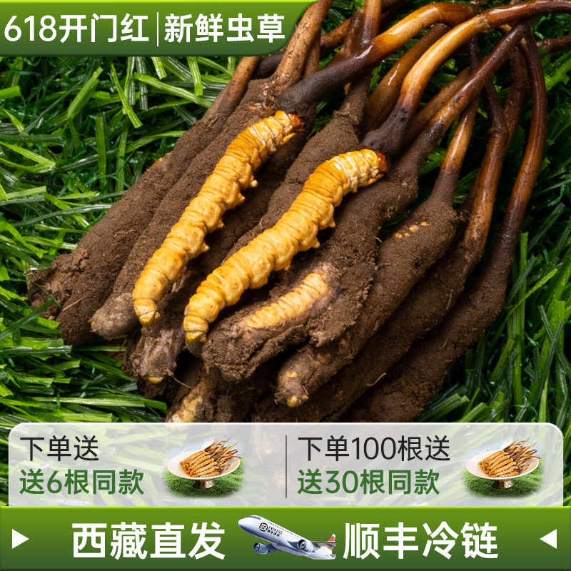 2026头茬新鲜虫草1.0克西藏直发