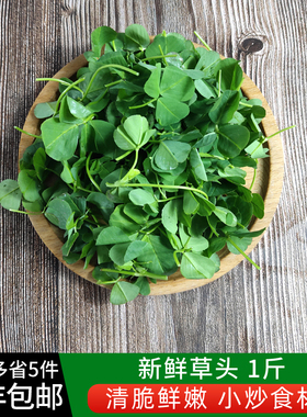 新鲜草头500g 上海本地农家三叶菜 新鲜蔬菜金花菜苜蓿草本地草头
