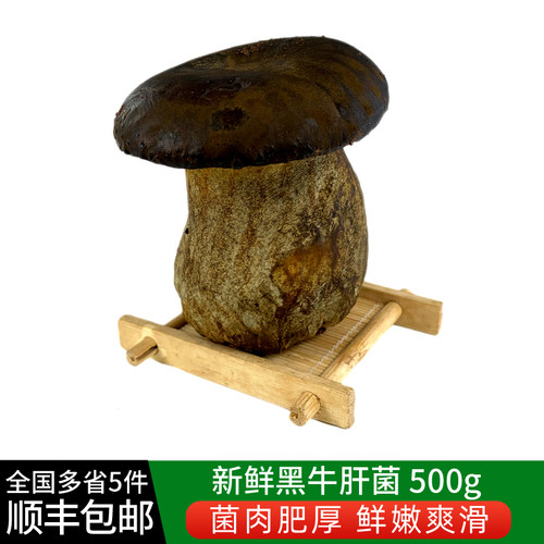 新鲜黑牛肝菌500g 食用菌菇炒菜煲汤食材 5件顺丰包邮