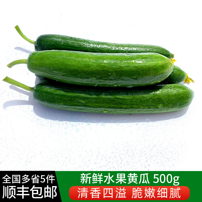 水果黄瓜500g 新鲜蔬菜沙拉食材新鲜采摘荷兰黄瓜短小黄瓜5件包邮