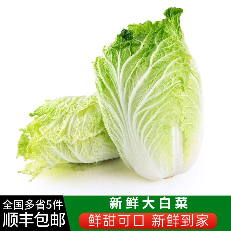 本地大白菜当季时令新鲜大白菜农家自种蔬菜包心菜整颗白菜