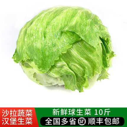 球生菜10斤 新鲜蔬菜汉堡三明治生菜西餐沙拉食材圆西生菜包邮