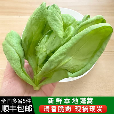 上海本地新鲜大叶茼蒿菜火锅清炒蓬蒿菜 现摘现发 新鲜蔬菜