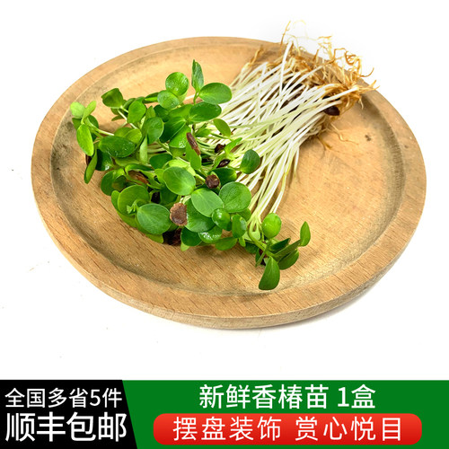 新鲜香椿苗绿食者摆盘装饰