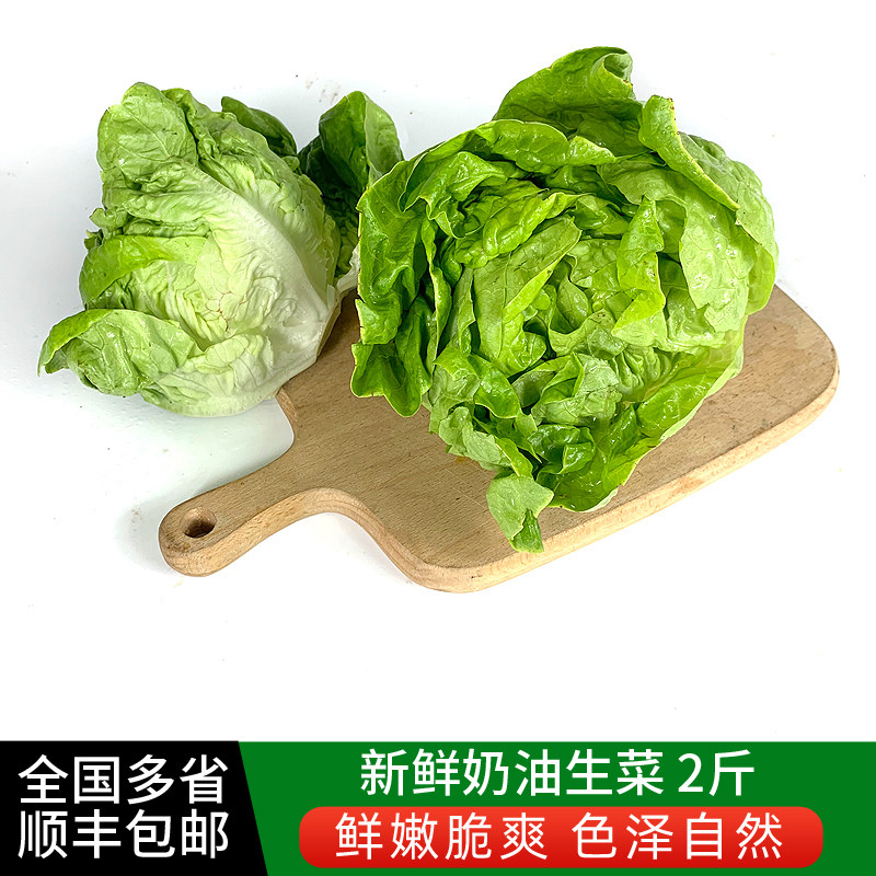 绿食者 奶油生菜2斤 西餐配菜新鲜蔬菜沙拉食材 波士顿生菜包邮