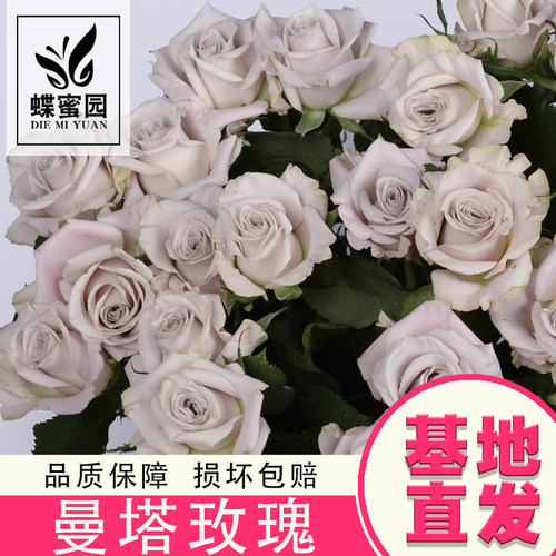 曼塔玫瑰复古色系花材玫瑰鲜切花
