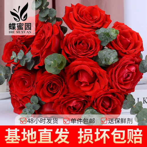 云南基地直发红玫瑰鲜切花