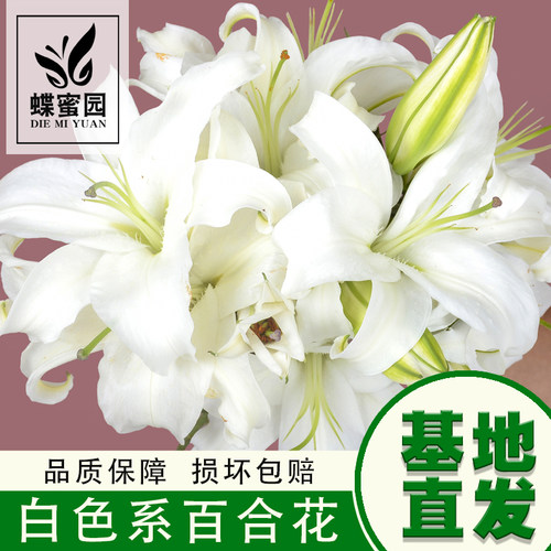 白色百合花鲜花花材云南基地直发