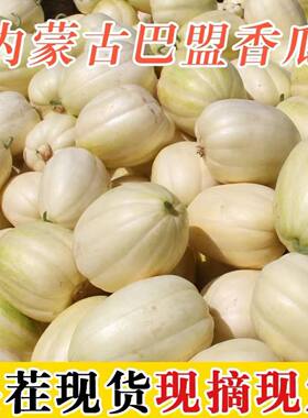 内蒙古巴盟香瓜5斤应季新鲜水果白梨脆甜瓜蜜瓜多汁哈密瓜现摘甜