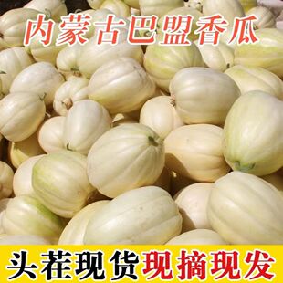 内蒙古巴盟香瓜5斤应季新鲜水果白梨脆甜瓜蜜瓜多汁哈密瓜现摘甜