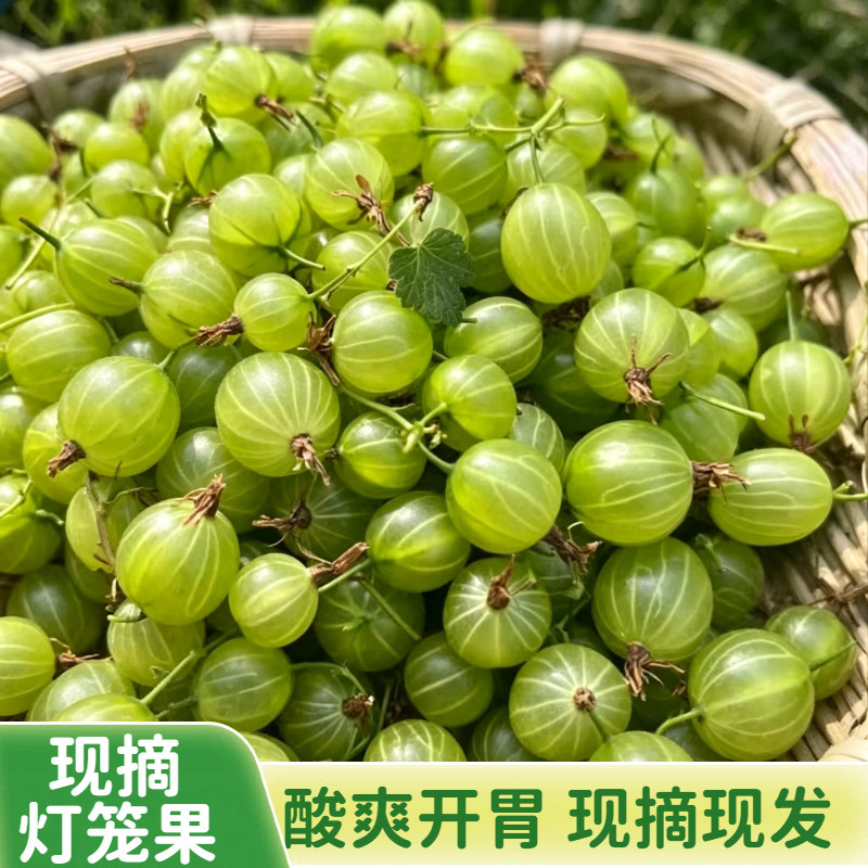 顺丰东北新鲜灯笼果鲜果醋栗酸子刺梨酸掉渣鹅莓酸梅刺果酸钉子酸