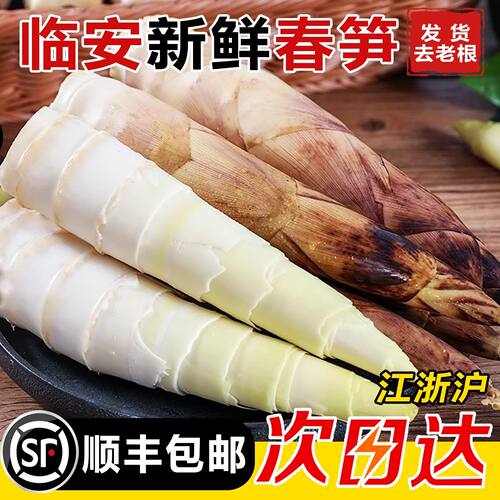 野生春笋现挖农家特产新鲜蔬菜