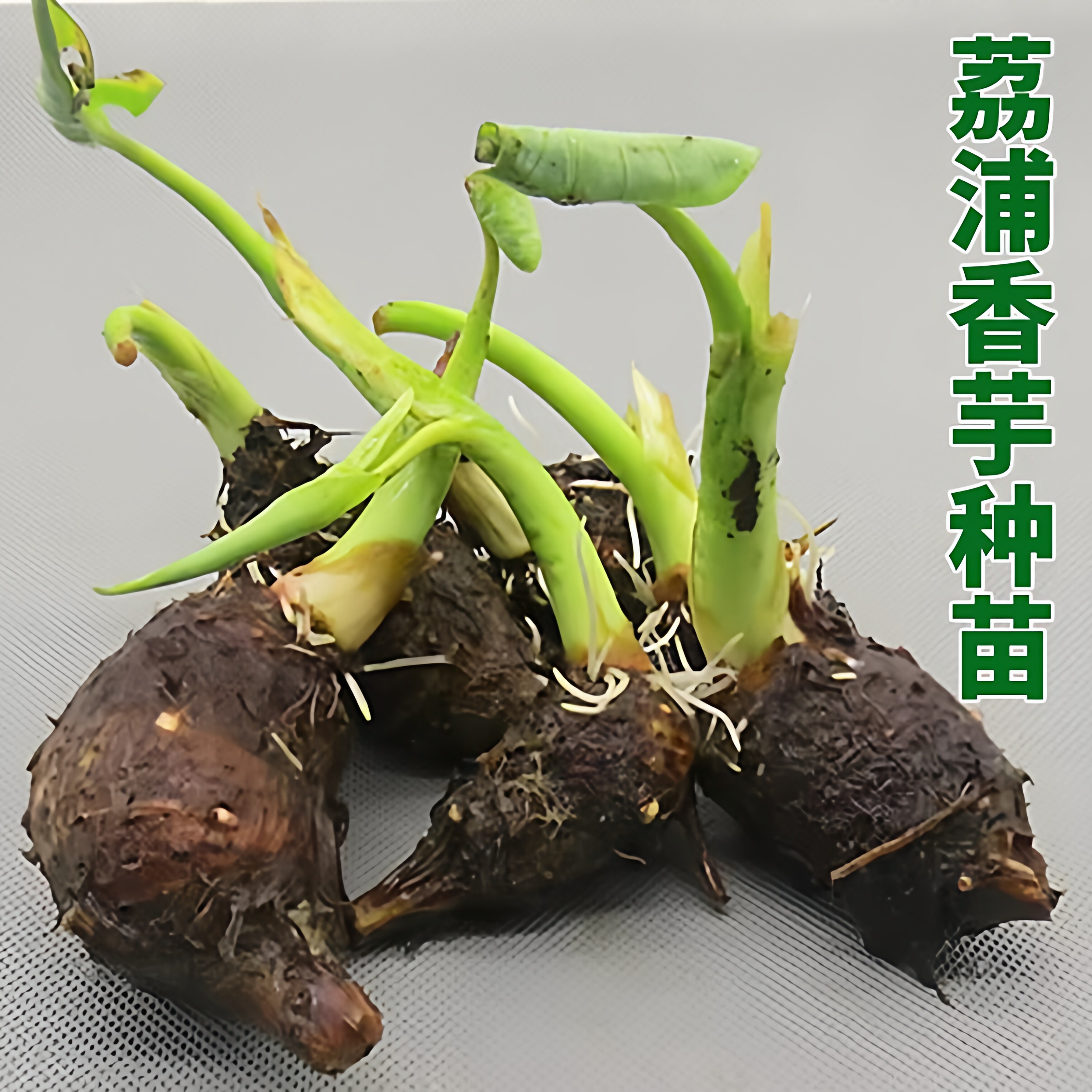 广西荔浦芋头小芋艿新鲜正宗大香芋农家种植栽培育子绿蔬菜苗物