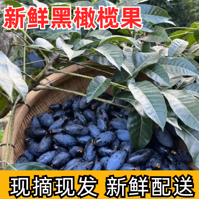 【增城黄肉榄】增城十宝增城新鲜乌榄黑橄榄油榄生榄稀罕水果