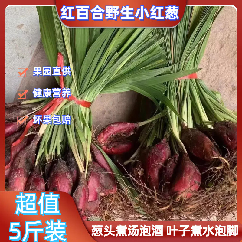 红百合血葱野生小红葱高山种植红葱头珠葱百药汤小红蒜中草药 1斤