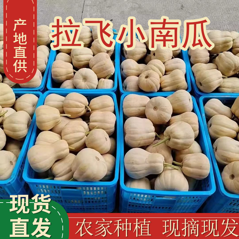 【2025新南瓜】温州农家拉飞小南瓜新鲜蔬菜口感甜糯绵软品质保证