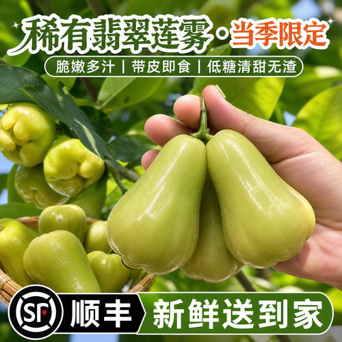 【顺丰包邮】泰国特级稀有品种翡翠莲雾新鲜应季水果清甜多汁正宗