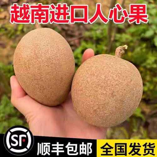 【现货】越南人心果新鲜当季孕妇香甜果现摘稀罕见热带养生人参果