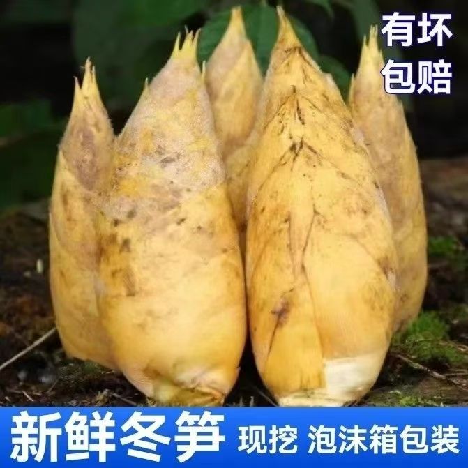 临安冬笋新鲜现挖浙江天目山野生毛竹笋冬笋正宗鲜笋黄泥笋顺丰