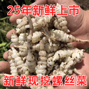 现挖螺丝菜新鲜蔬菜5斤宝塔菜地环甘露子草石蚕地牯牛葫芦酱泡10
