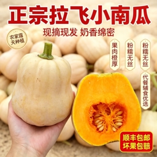 温州文成高山特产正宗糯米拉飞小南瓜金瓜绵软清甜供酒店及市场