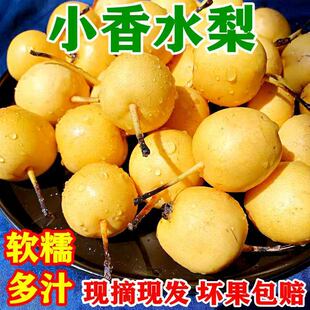 东北特产小香水梨新鲜整箱净重包邮酸甜软糯水果梨正宗小香梨子