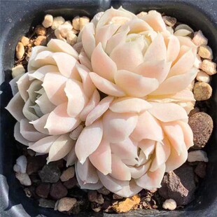 阿尔巴白月影多肉植物花卉盆栽稀有品种老桩盆景室内组合绿植多肉
