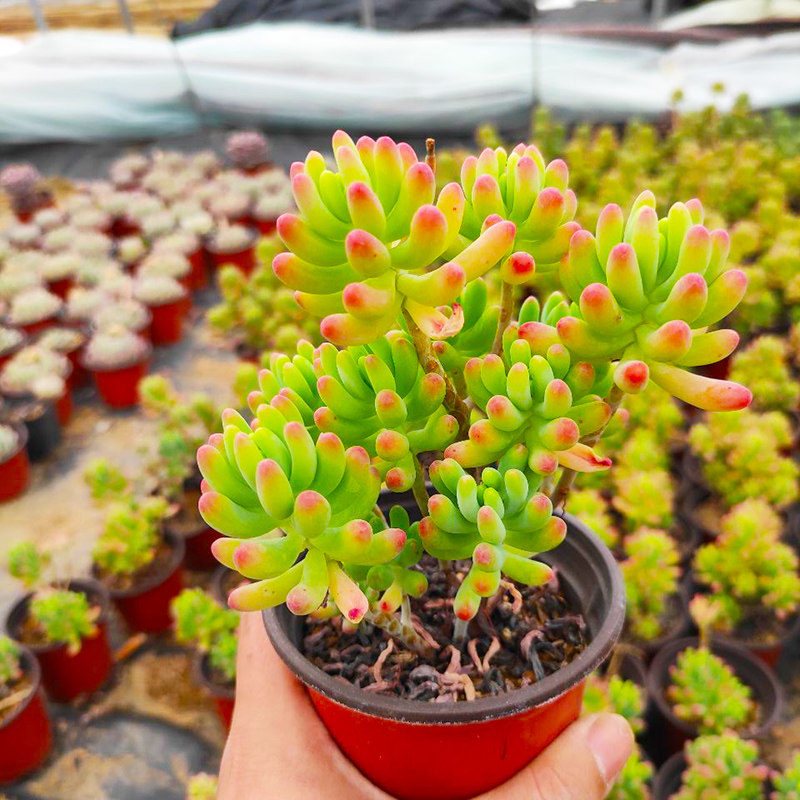 果冻乙女心办公室多肉植物