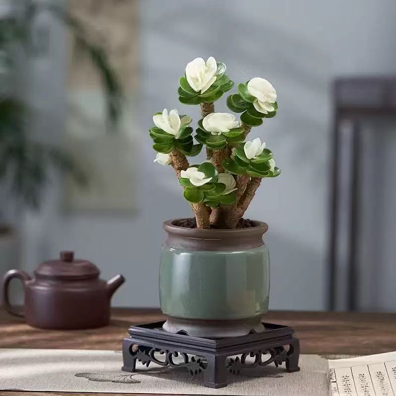 金钱木锦老桩室内绿植