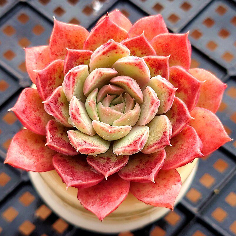 多肉植物莫西干人多肉组合办公室创意盆栽花卉绿植易爆盆群生多头