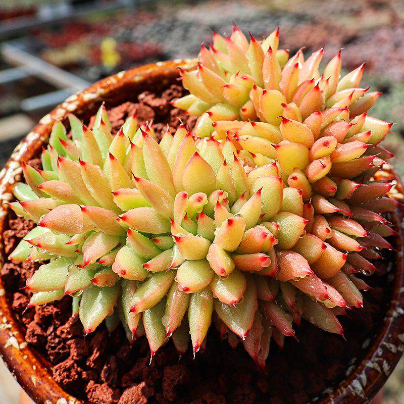 艾克魂口红缀化多肉植物阳台庭院萌肉肉办公室小盆栽花卉绿植包邮