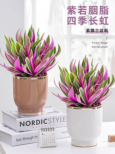 紫露兰室内阳台春秋水培植物