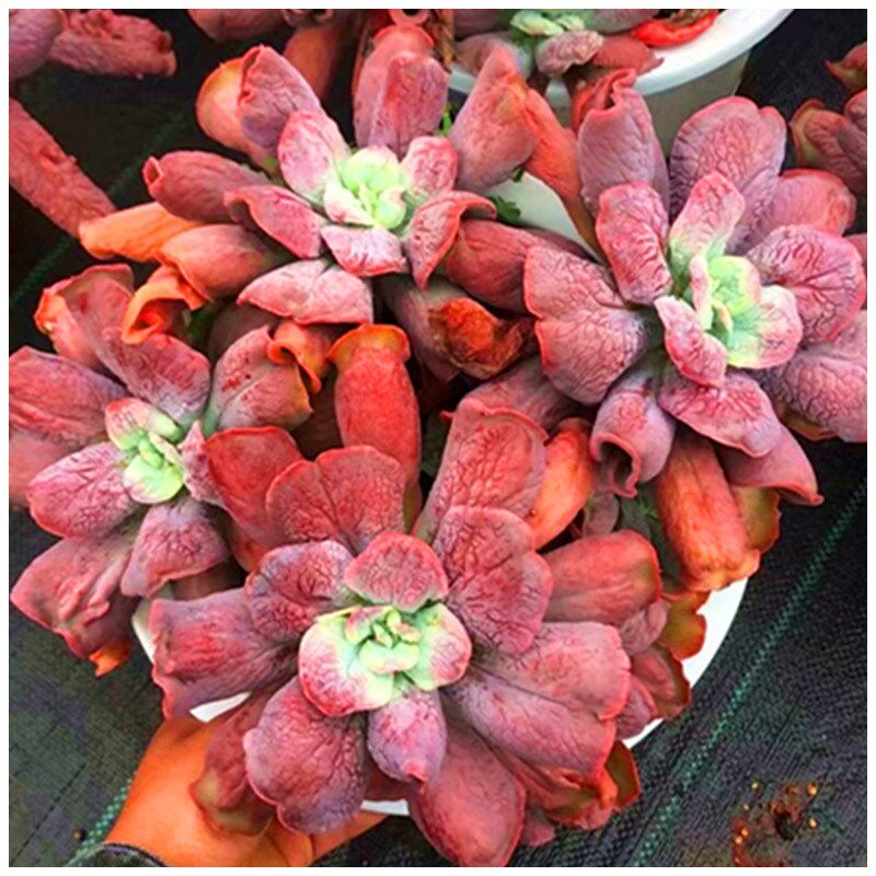 狂野男爵进口多肉多肉植物