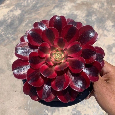 高端美杜莎法师女巫欧水墨画多肉