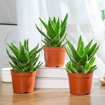 芦荟盆栽室内客厅耐旱好养