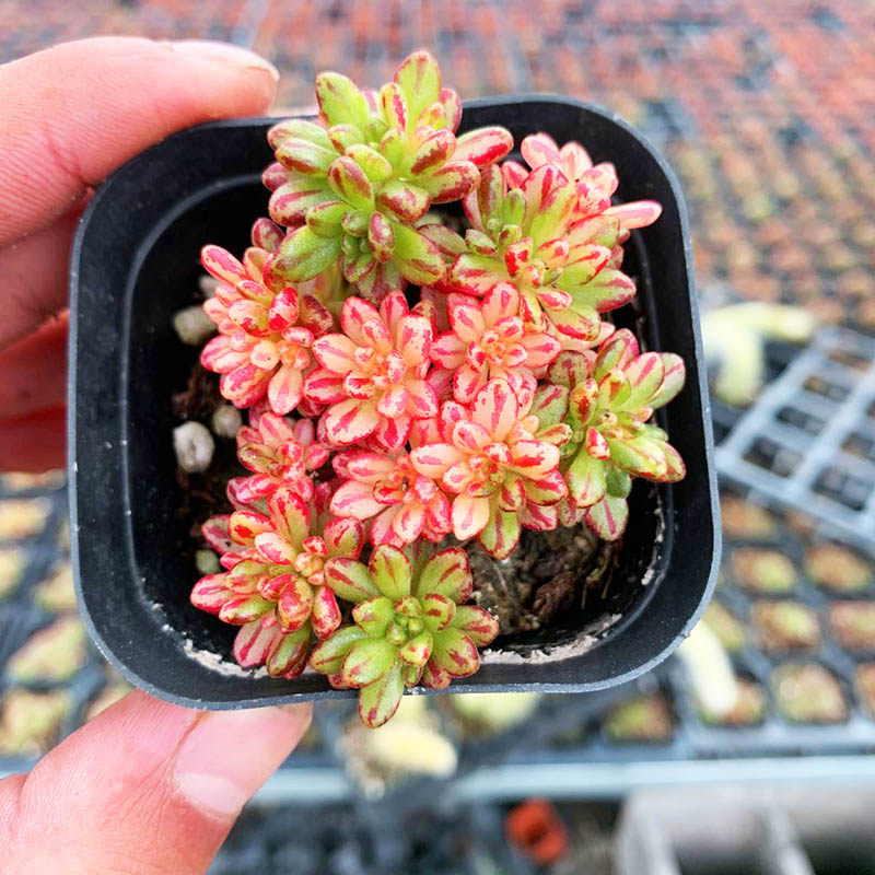 棒叶小人祭小人祭锦 仙童唱多肉植物 日本小松盆栽绿植花卉组合