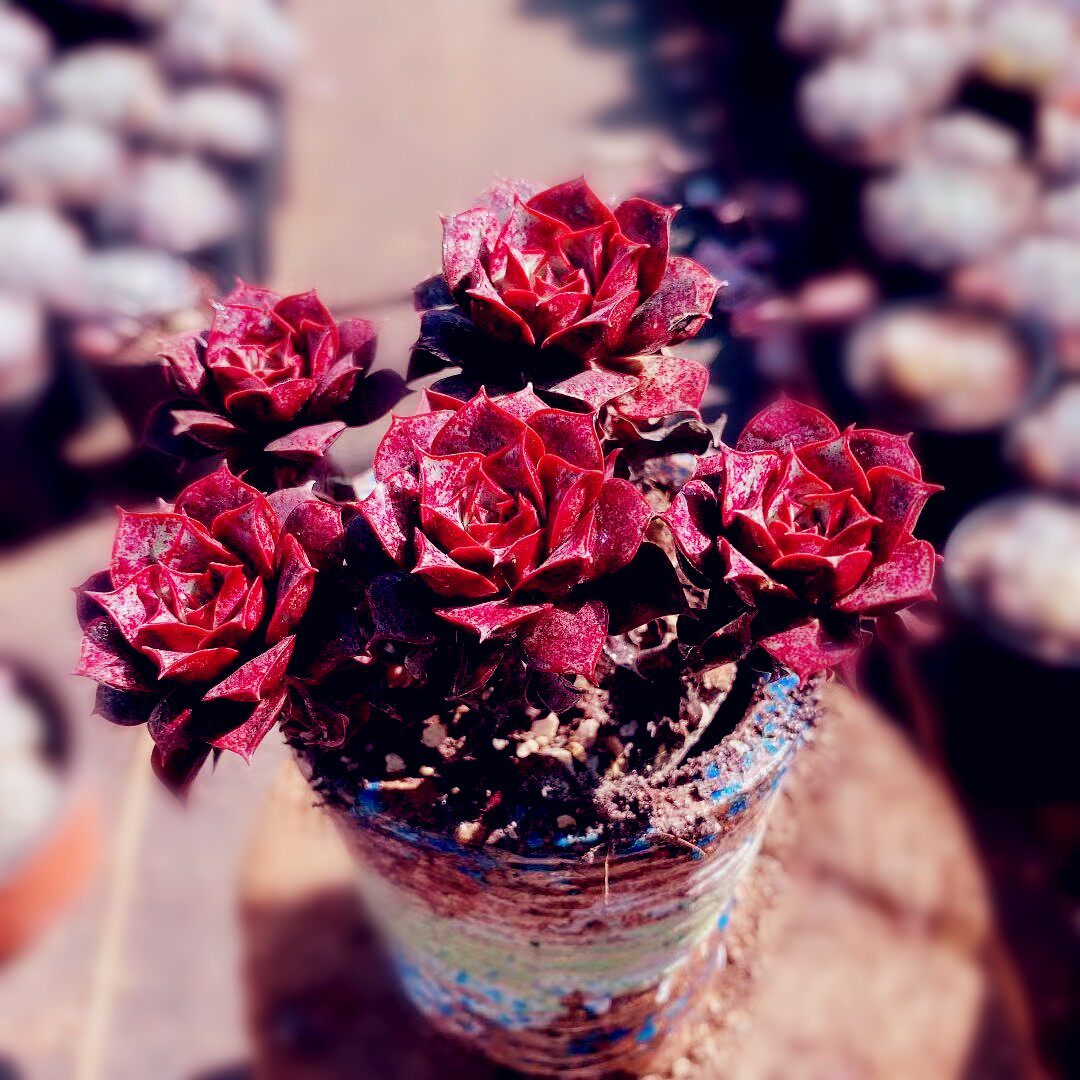 罗西玛多肉植物小老桩群生办公室内盆栽好养活绿植组合多肉好养活