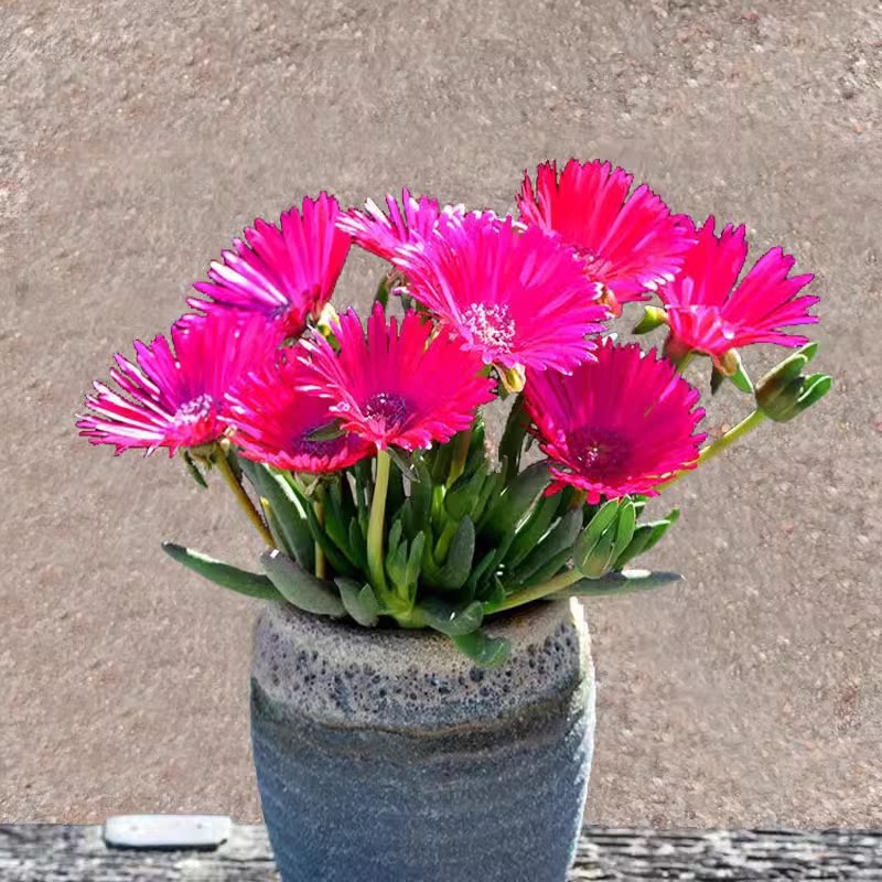 奔龙多肉植物肉肉盆栽花卉开花多肉老桩桌面室内净化空气组合美观