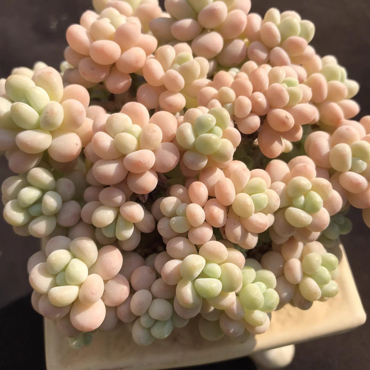 稀有贵货泡泡糖洛可可多肉植物小盆栽肉肉办公桌室内高档花卉绿植