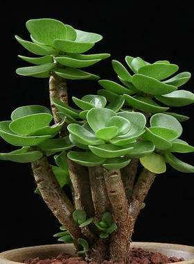 多肉金钱木性价比怎么样 麦穗日记