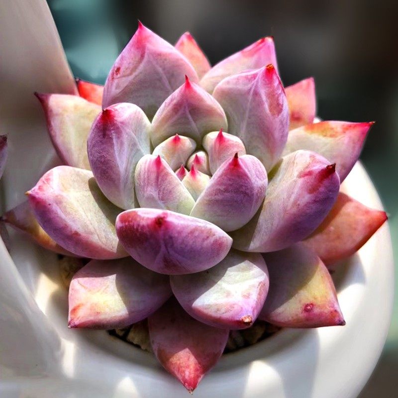 超值大颗野卡多肉植物野生卡罗拉原始卡罗拉 野血红卡带暗纹肉肉