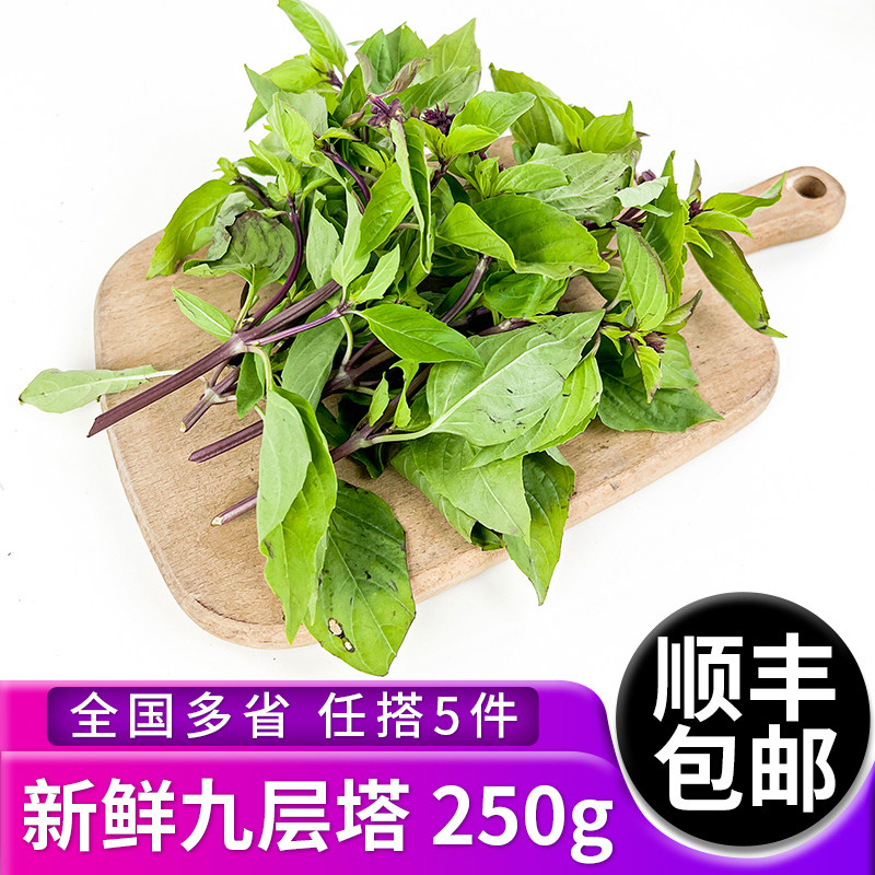 新鲜九层塔250g 金不换鱼香草 三杯鸡冬阴功厨房香料 5件顺丰包邮