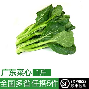 新鲜广东菜心500g 时令绿色蔬菜农家甜菜心菜薹 满5件包邮