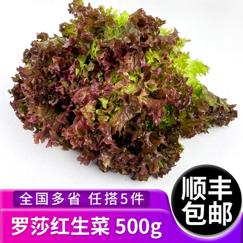 罗莎红500g新鲜蔬菜红叶生菜生菜