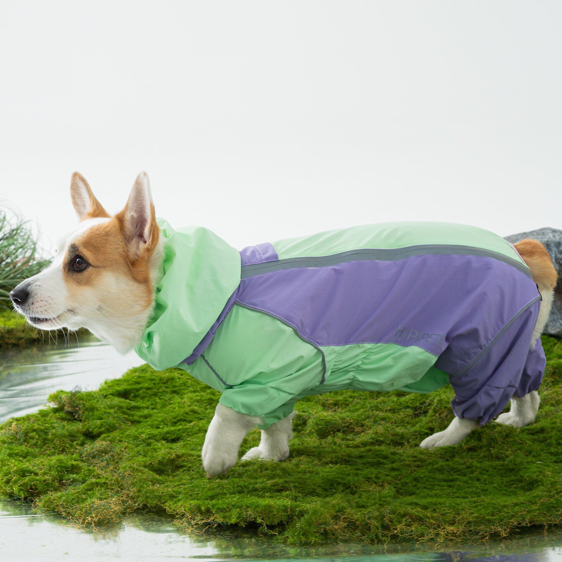 新款宠物狗狗柯基雨衣中