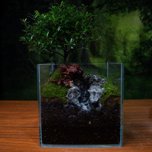 小叶赤楠室内桌面流水景观成品