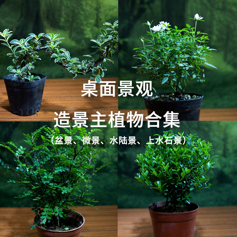 精品造景主植物素材耐阴好养